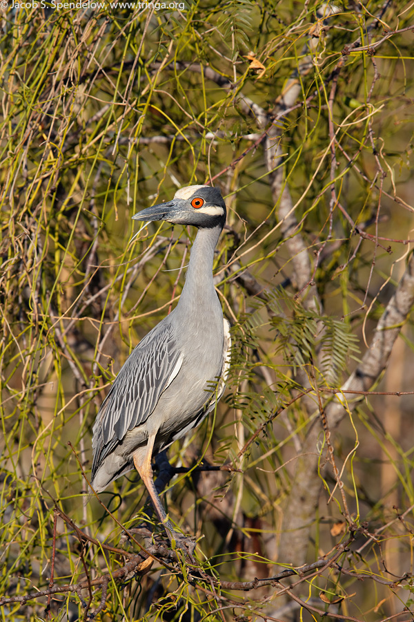 Yellow-crowned Night-Heron