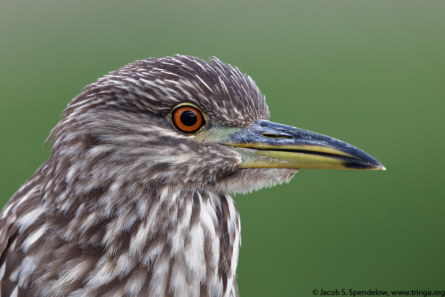 Black-crowned Night-Heron