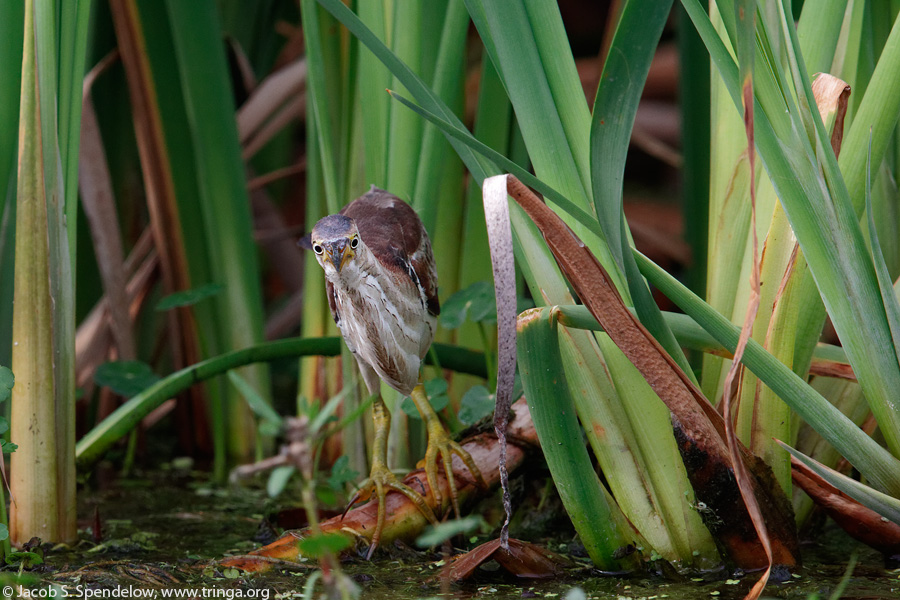 Least Bittern