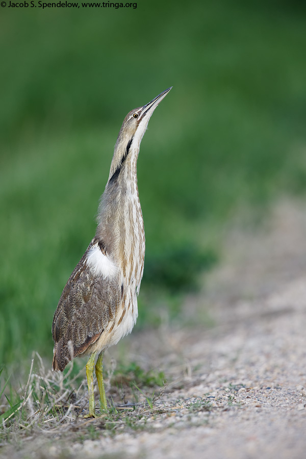 American Bittern