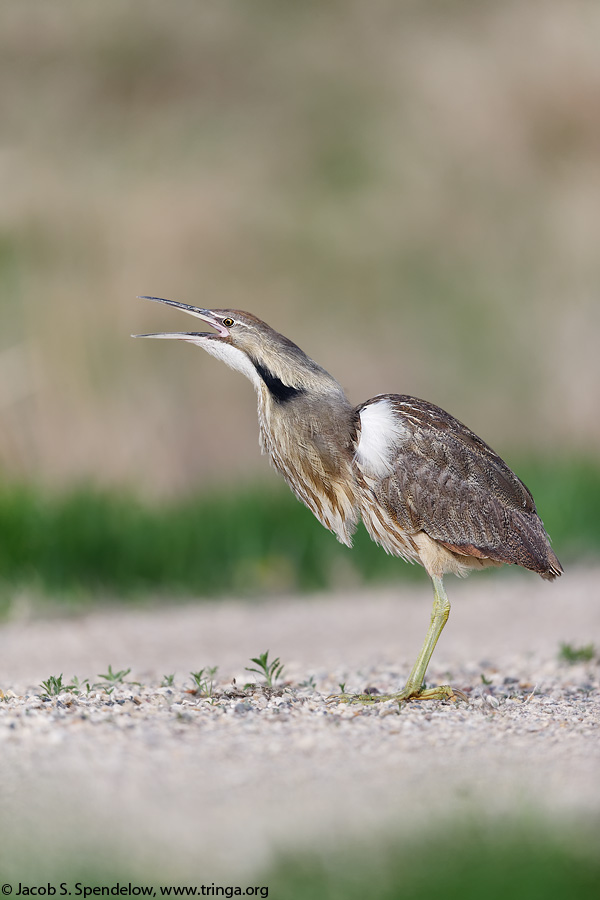 American Bittern