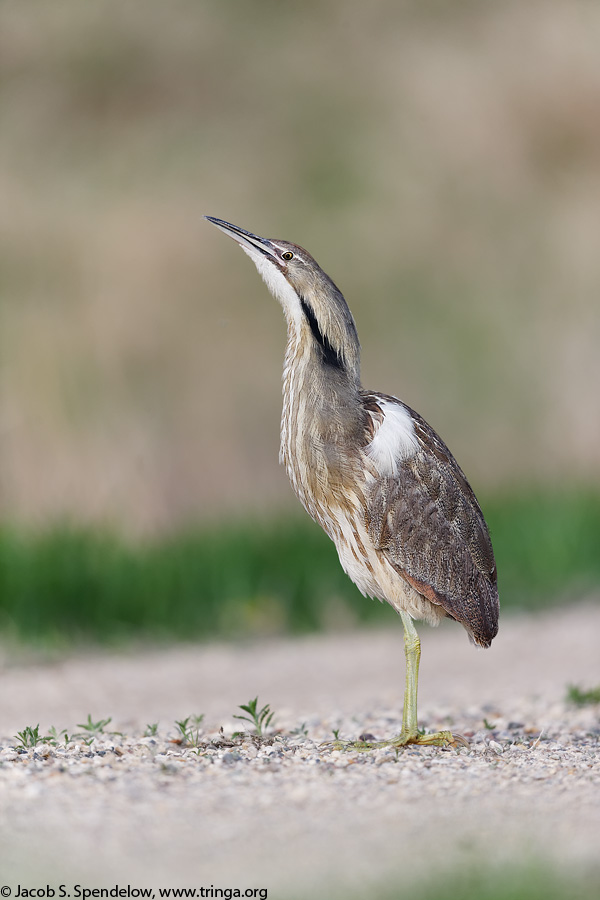 American Bittern