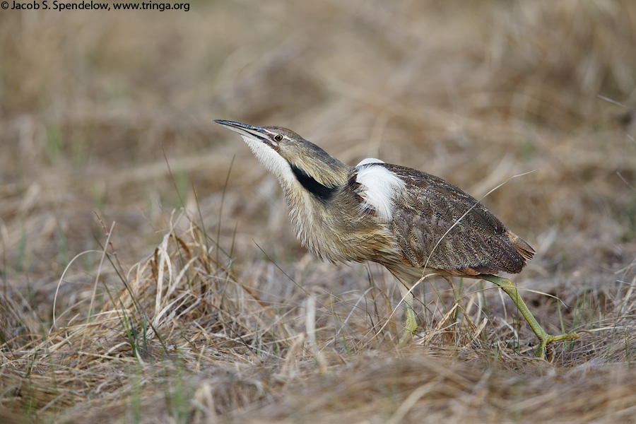 American Bittern