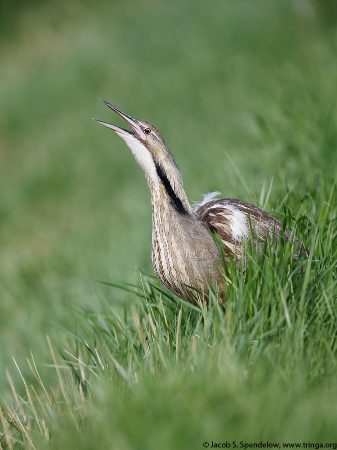 American Bittern