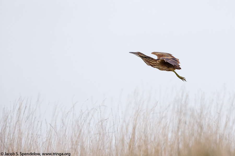 American Bittern