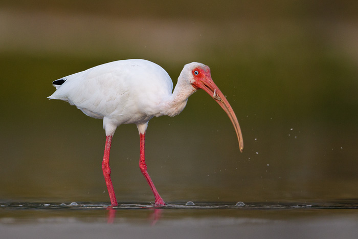 White Ibis