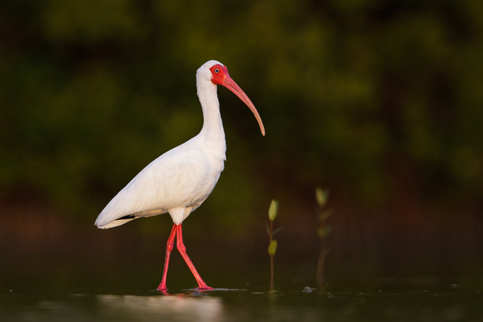 White Ibis