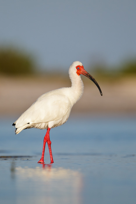 White Ibis