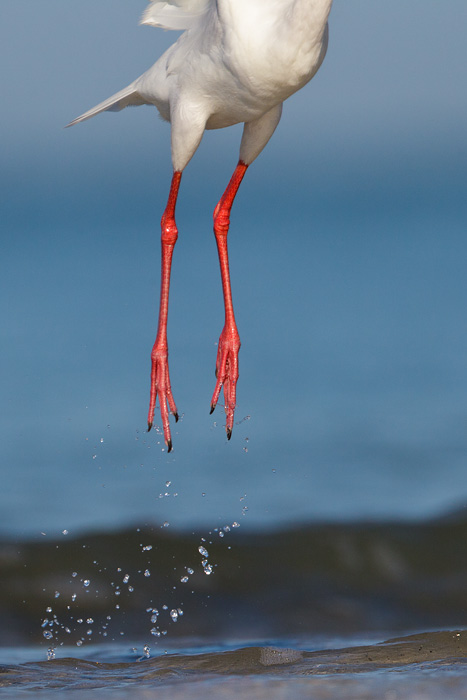 White Ibis