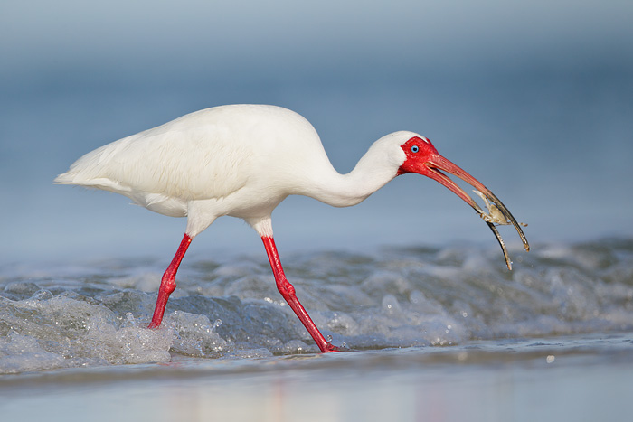 White Ibis