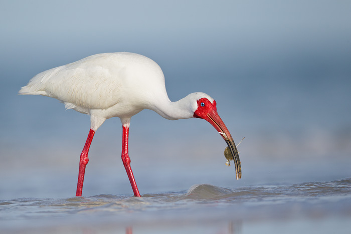 White Ibis