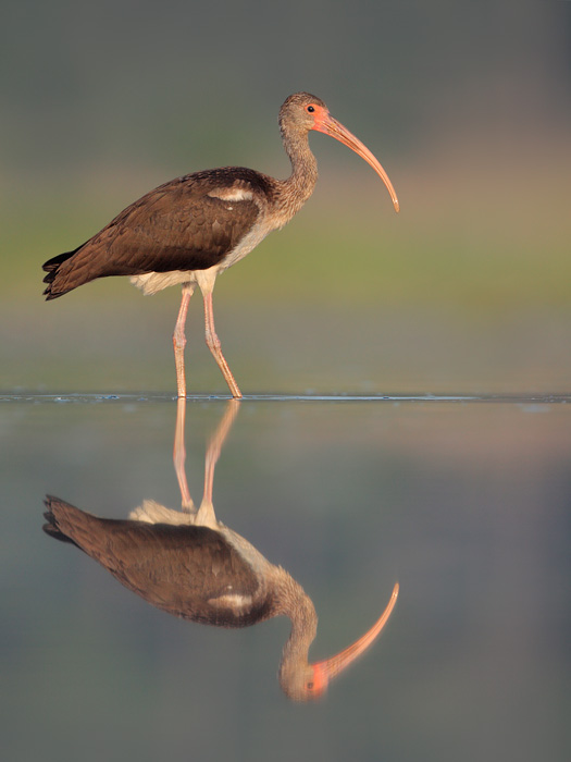 White Ibis