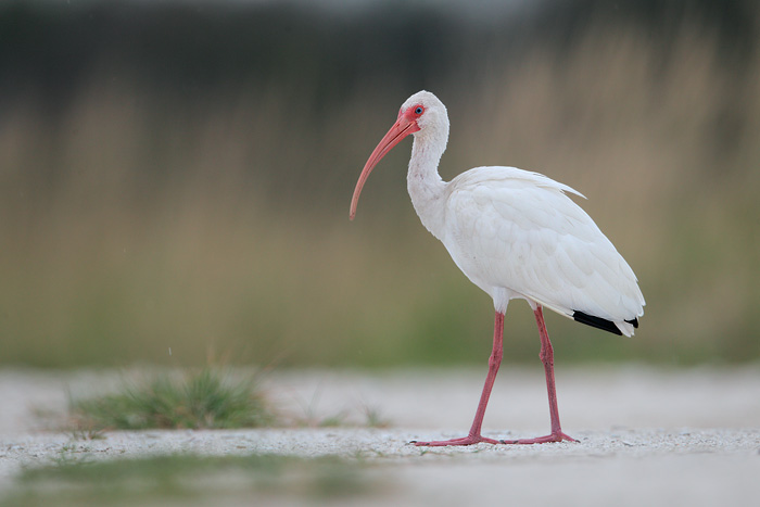 White Ibis