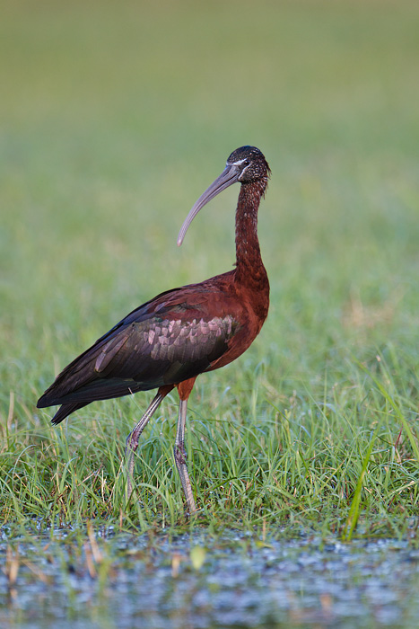 Glossy Ibis