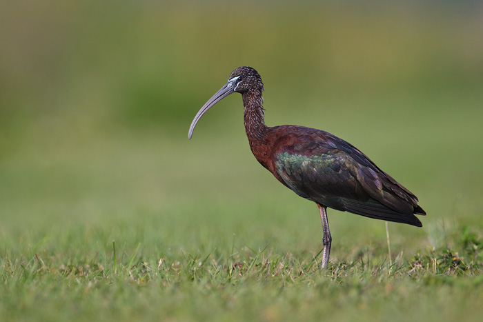 Glossy Ibis