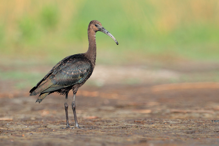 Glossy Ibis