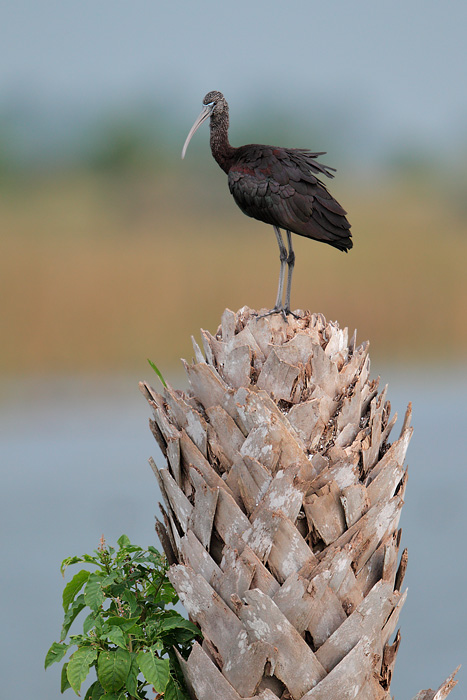 Glossy Ibis