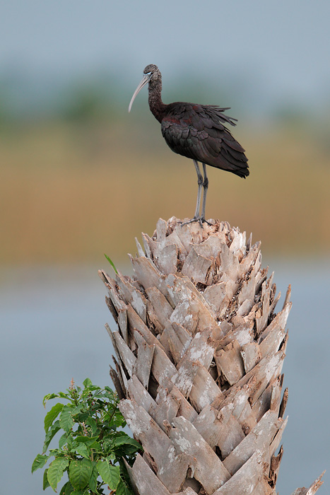 Glossy Ibis