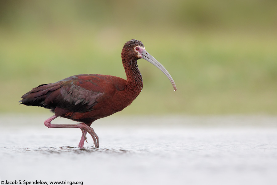 White-faced Ibis