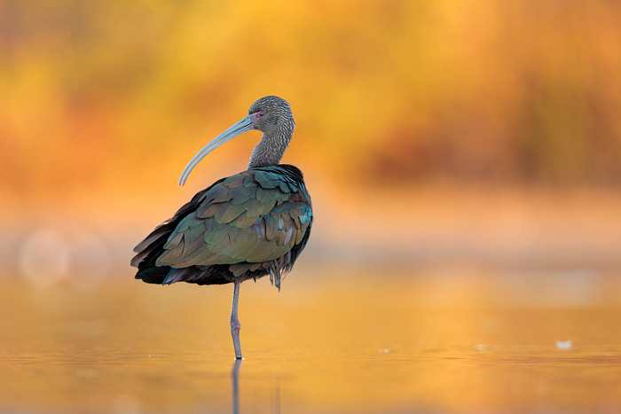 White-faced Ibis