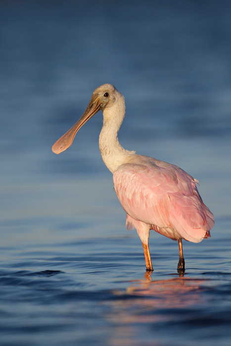 Roseate Spoonbill