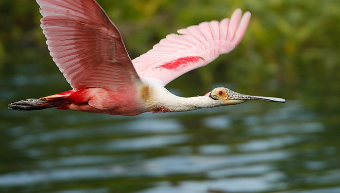 Roseate Spoonbill