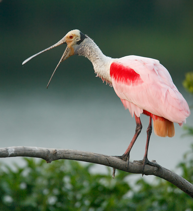 Roseate Spoonbill