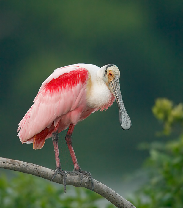 Roseate Spoonbill