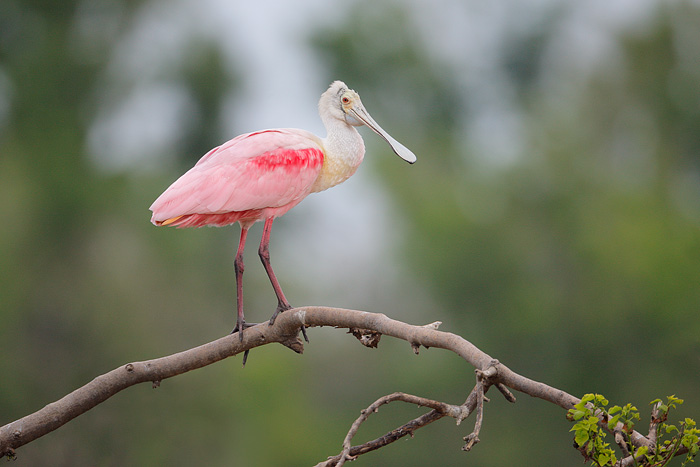 Roseate Spoonbill