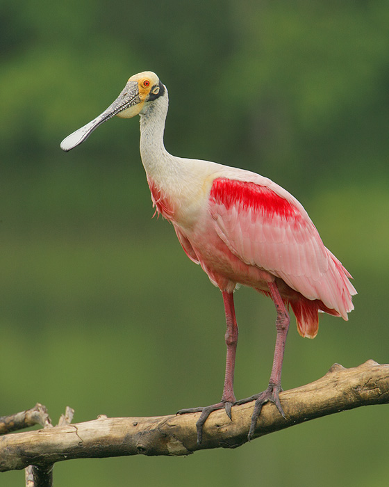 Roseate Spoonbill