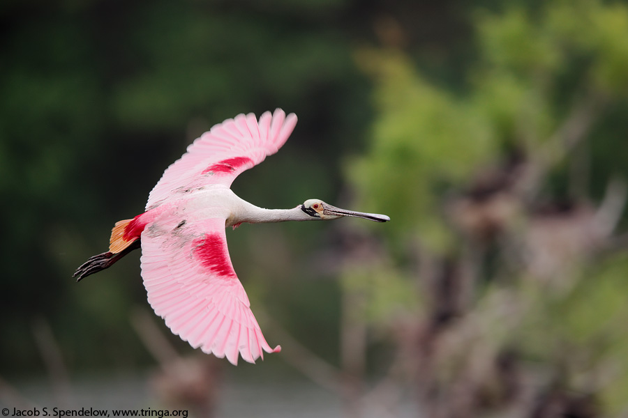 Roseate Spoonbill