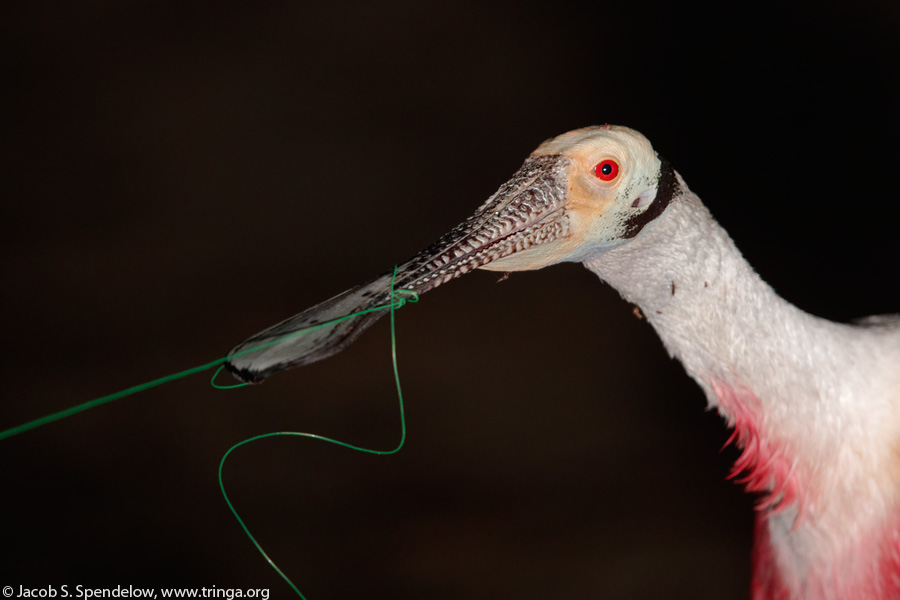 Roseate Spoonbill