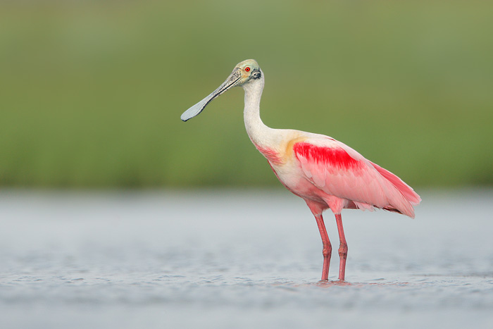 Roseate Spoonbill