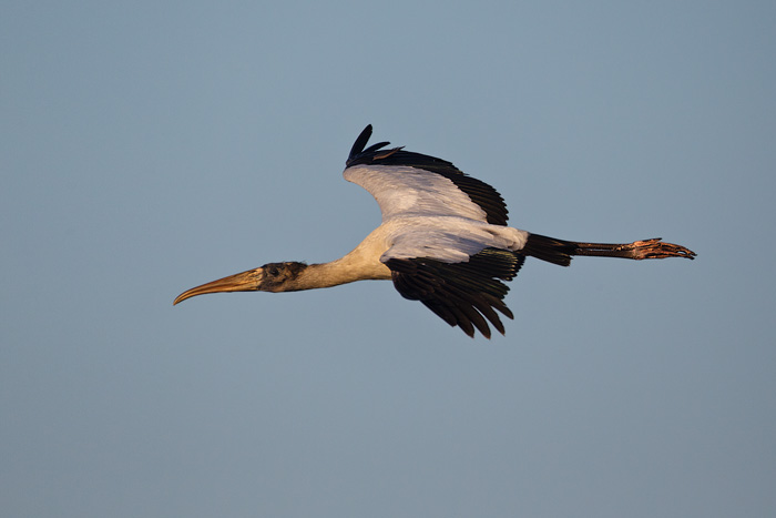 Wood Stork