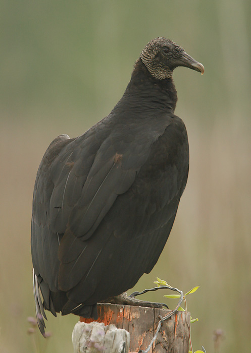 Black Vulture