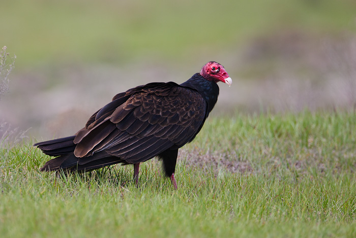 Turkey Vulture