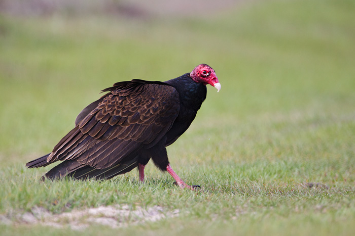 Turkey Vulture