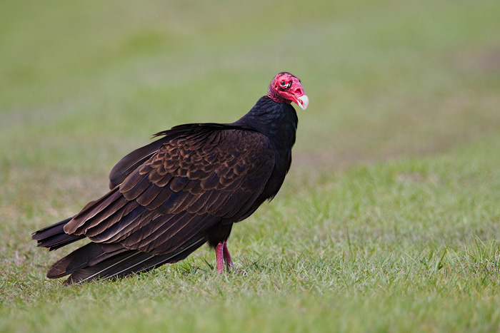 Turkey Vulture