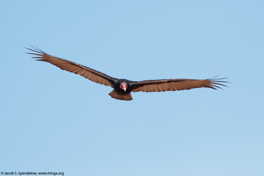 Turkey Vulture