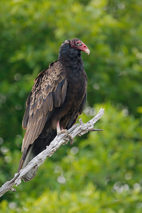 Turkey Vulture