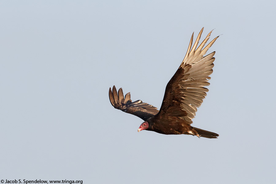 Turkey Vulture