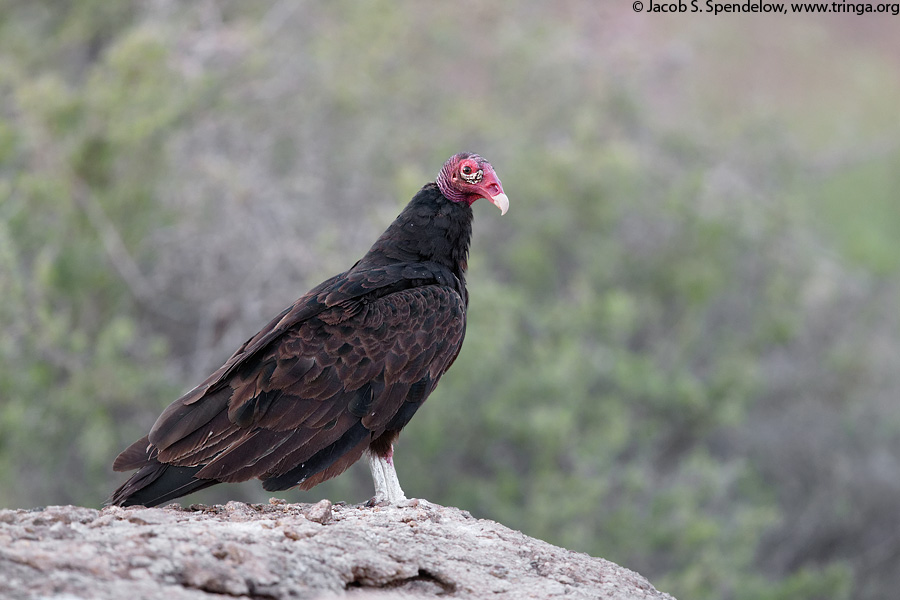 Turkey Vulture