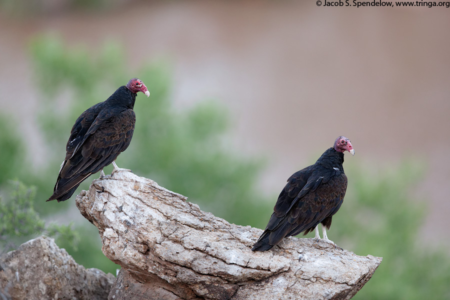 Turkey Vulture