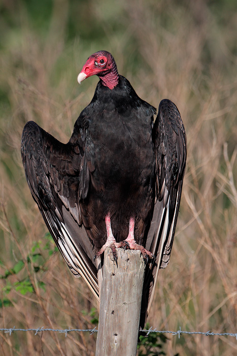 Turkey Vulture