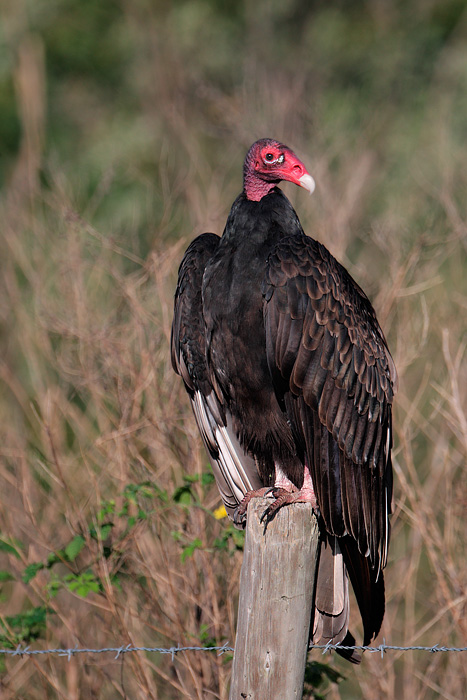 Turkey Vulture