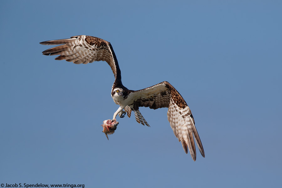 Osprey