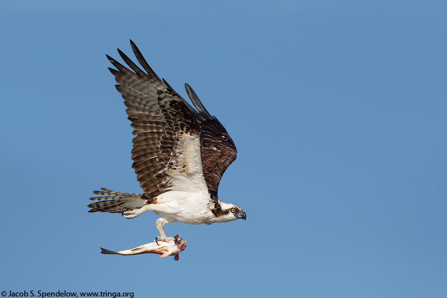 Osprey