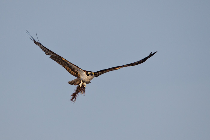 Osprey