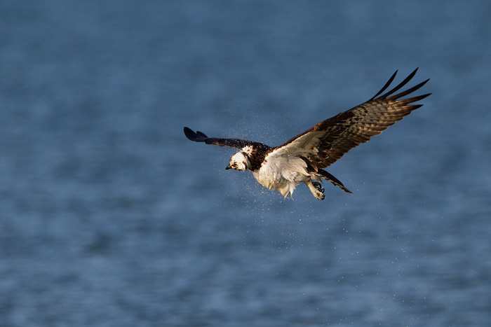 Osprey