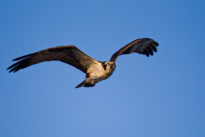 Osprey